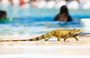 An iguana posing by a swimming pool, symbolizing the health benefits of swimming